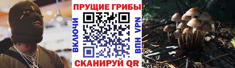 Псилоцибиновые грибы Psilocybe  что такое наркотик  Мещовск 